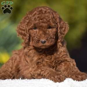 Katie, Miniature Poodle Puppy